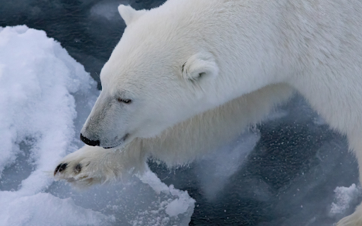 White Teddy Bear  from Chrome web store to be run with OffiDocs Chromium online