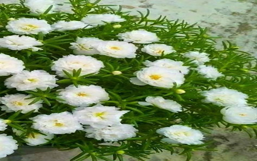 White ten oclock flower wallpaper  from Chrome web store to be run with OffiDocs Chromium online