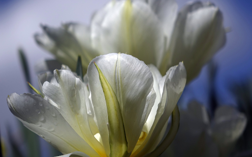 White tulips  from Chrome web store to be run with OffiDocs Chromium online