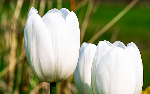 White Tulip Trio  from Chrome web store to be run with OffiDocs Chromium online