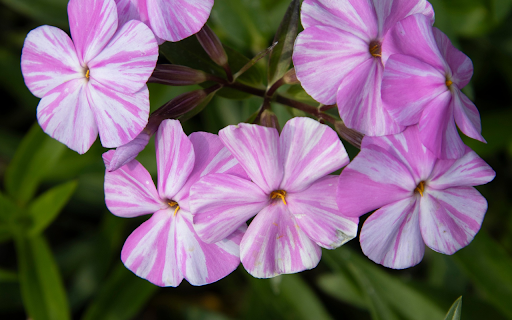 White Violet Flowers  from Chrome web store to be run with OffiDocs Chromium online