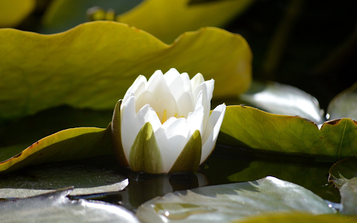 White Water Lilies Blooming  from Chrome web store to be run with OffiDocs Chromium online
