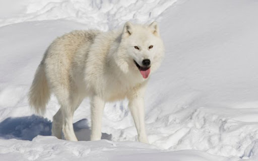 White Wolf in the Snow Theme – The Spirit of the Frozen Wilderness  from Chrome web store to be run with OffiDocs Chromium online