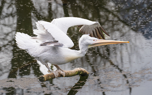 Wide billed White Pelican  from Chrome web store to be run with OffiDocs Chromium online