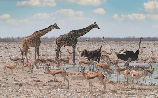 Wild animals  from Chrome web store to be run with OffiDocs Chromium online