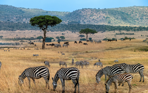 Wild animals on the grassland  from Chrome web store to be run with OffiDocs Chromium online