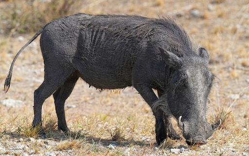 Wild boar and long fangs  from Chrome web store to be run with OffiDocs Chromium online
