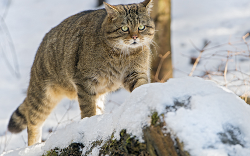 Wildcat in the Snow  from Chrome web store to be run with OffiDocs Chromium online