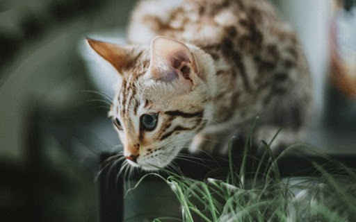 WILD CAT THEME  from Chrome web store to be run with OffiDocs Chromium online