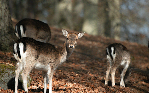 Wild Deer Grazing in Swedish Forest  from Chrome web store to be run with OffiDocs Chromium online