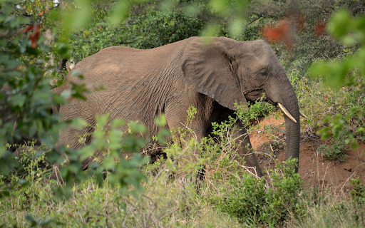 Wild Elephant  from Chrome web store to be run with OffiDocs Chromium online