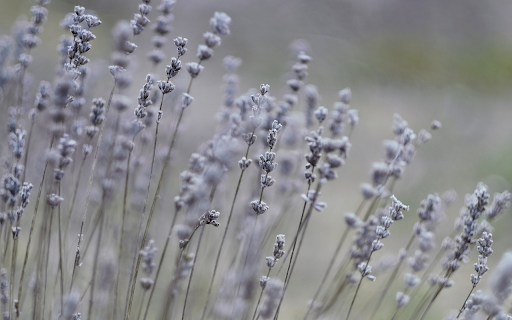 Wildflower branches  from Chrome web store to be run with OffiDocs Chromium online