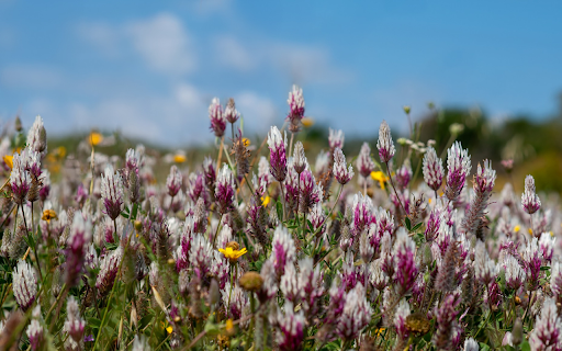 Wildflower bushes from Chrome web store to be run with OffiDocs Chromium online Wildflower bushes from Chrome web store to be run with OffiDocs Chromium online