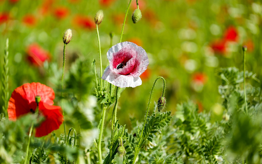 Wildflower garden grows  from Chrome web store to be run with OffiDocs Chromium online