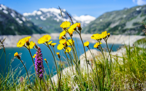 wildflowers  from Chrome web store to be run with OffiDocs Chromium online