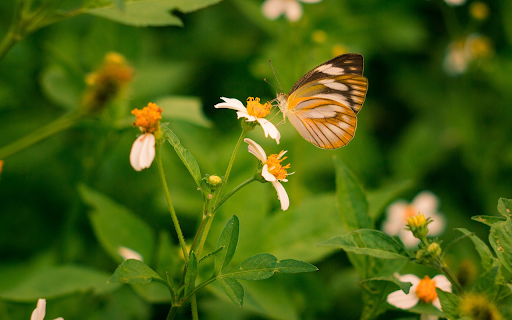 Wildflowers and Beautiful Butterflies  from Chrome web store to be run with OffiDocs Chromium online