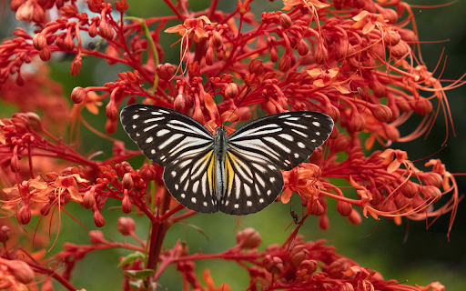 Wildflowers and butterflies  from Chrome web store to be run with OffiDocs Chromium online