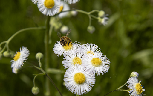 Wildflowers and honey bees  from Chrome web store to be run with OffiDocs Chromium online