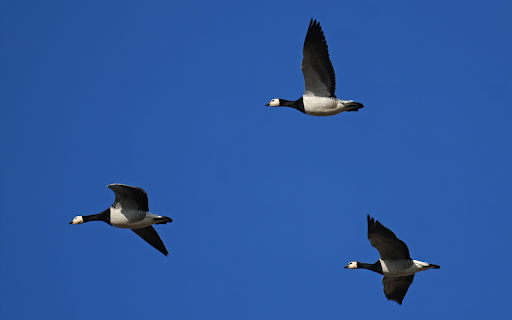 Wild Geese  from Chrome web store to be run with OffiDocs Chromium online
