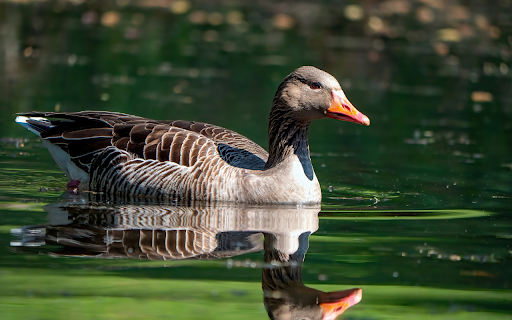 Wild Goose  from Chrome web store to be run with OffiDocs Chromium online