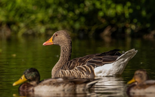wild goose Theme  from Chrome web store to be run with OffiDocs Chromium online