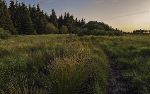 Wild grass field  from Chrome web store to be run with OffiDocs Chromium online