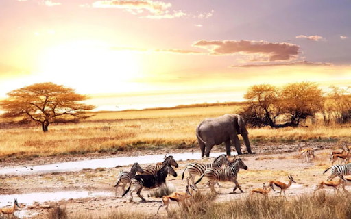 Wild Harmony: Elephants, Zebras, and Deer on the Grasslands  from Chrome web store to be run with OffiDocs Chromium online