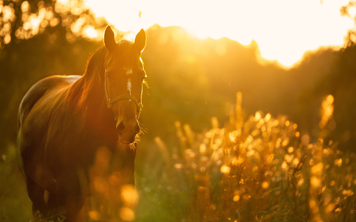 Wild horse  from Chrome web store to be run with OffiDocs Chromium online