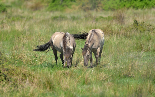 Wild Horses  from Chrome web store to be run with OffiDocs Chromium online