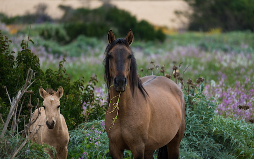 Wild Horses in Blooming Meadow  from Chrome web store to be run with OffiDocs Chromium online