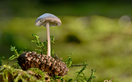 Wild Mushrooms  from Chrome web store to be run with OffiDocs Chromium online