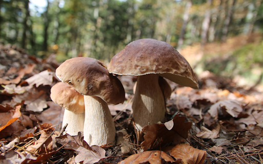 Wild mushrooms and dried leaves  from Chrome web store to be run with OffiDocs Chromium online