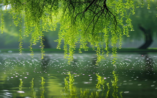 Willow branches Wallpaper  from Chrome web store to be run with OffiDocs Chromium online