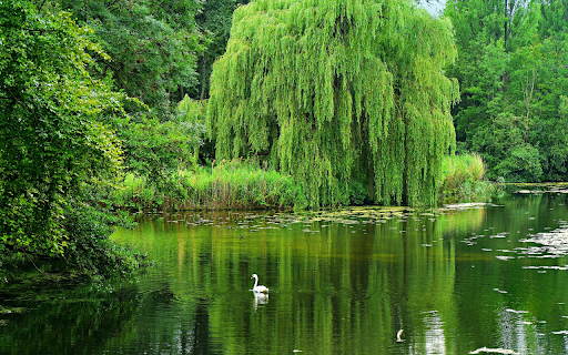 Willow shadow by the lake  from Chrome web store to be run with OffiDocs Chromium online