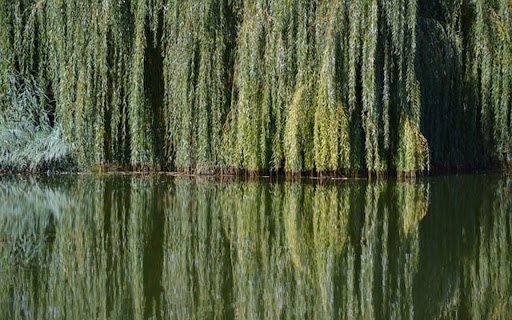 WILLOW TREE THEME  from Chrome web store to be run with OffiDocs Chromium online