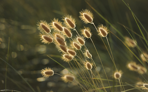 Wind and flowers  from Chrome web store to be run with OffiDocs Chromium online