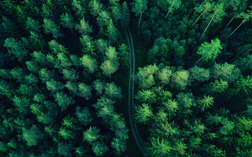 Winding Path Through a Lush Forest  from Chrome web store to be run with OffiDocs Chromium online