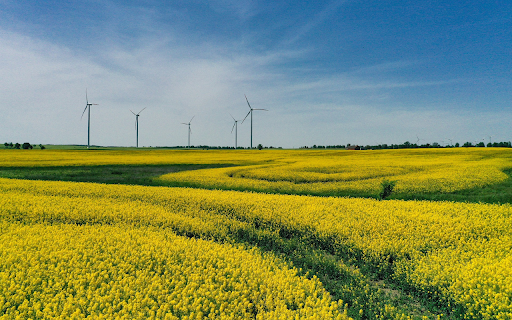 Windmill fan in mustard flower field  from Chrome web store to be run with OffiDocs Chromium online