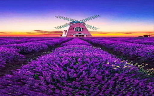 Windmill in the middle of a lavender field wallpaper  from Chrome web store to be run with OffiDocs Chromium online