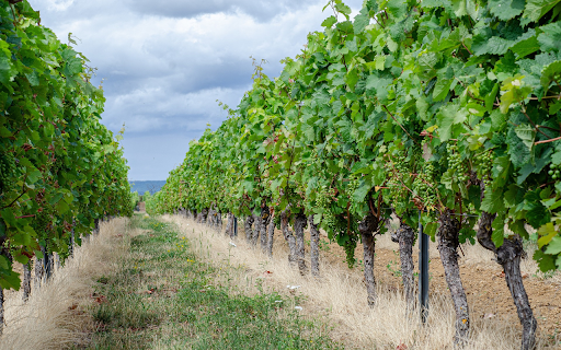 Wine paradise  from Chrome web store to be run with OffiDocs Chromium online
