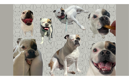 Winston the Frenchie  from Chrome web store to be run with OffiDocs Chromium online