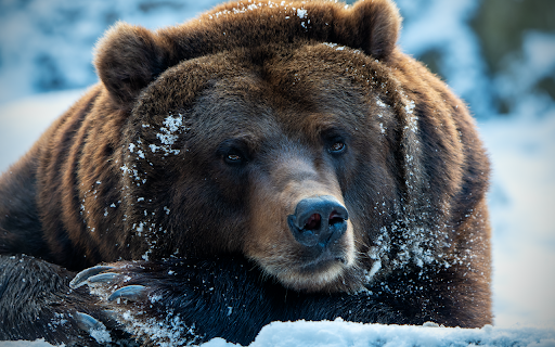 Winter Bear Gaze  from Chrome web store to be run with OffiDocs Chromium online