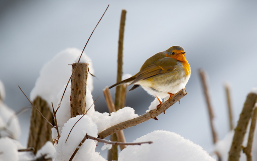 winter bird  from Chrome web store to be run with OffiDocs Chromium online