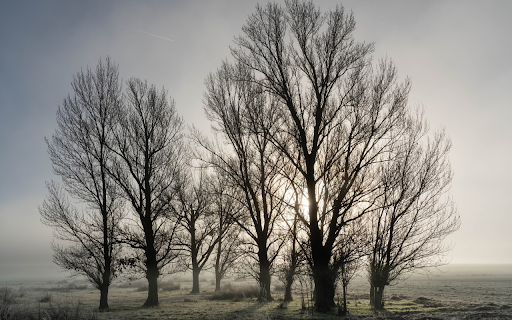 winter fog  from Chrome web store to be run with OffiDocs Chromium online
