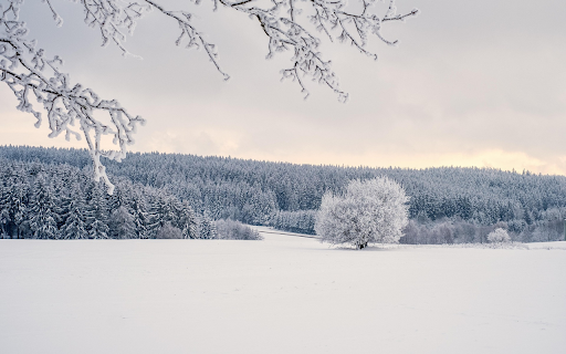 Winter Forest Silence  from Chrome web store to be run with OffiDocs Chromium online