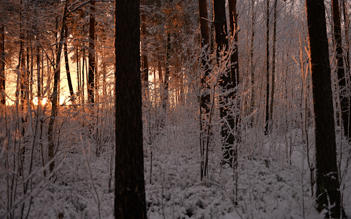 Winter Forest Sunrise  from Chrome web store to be run with OffiDocs Chromium online