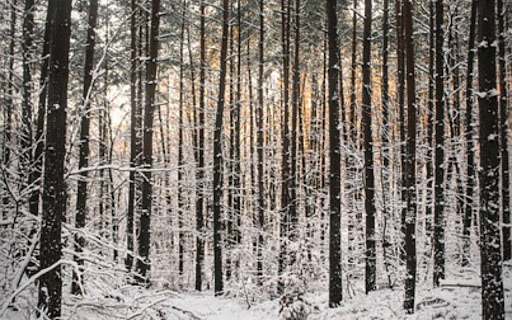 WINTER FOREST THEME  from Chrome web store to be run with OffiDocs Chromium online