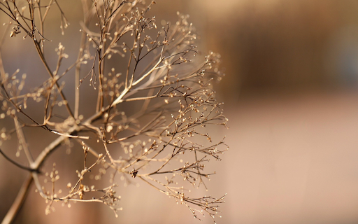 winter tree branches  from Chrome web store to be run with OffiDocs Chromium online