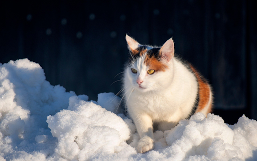 Winter Watchcat  from Chrome web store to be run with OffiDocs Chromium online