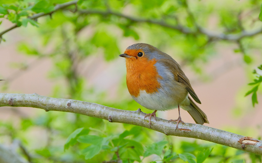 Wise bird on a branch  from Chrome web store to be run with OffiDocs Chromium online